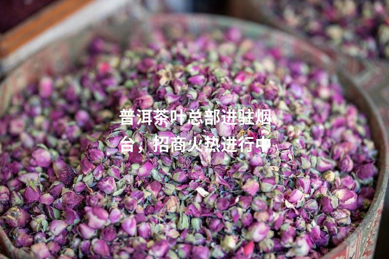 普洱茶叶总部进驻烟台，招商火热进行中