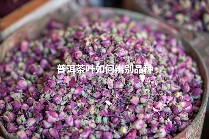 普洱茶叶如何辨别品种