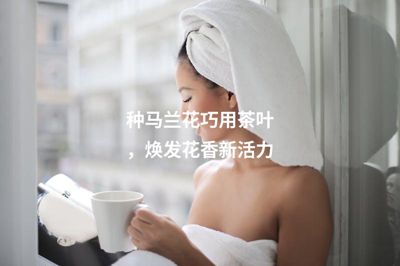 种马兰花巧用茶叶，焕发花香新活力