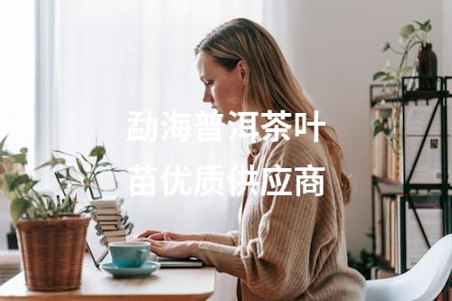 勐海普洱茶叶苗优质供应商