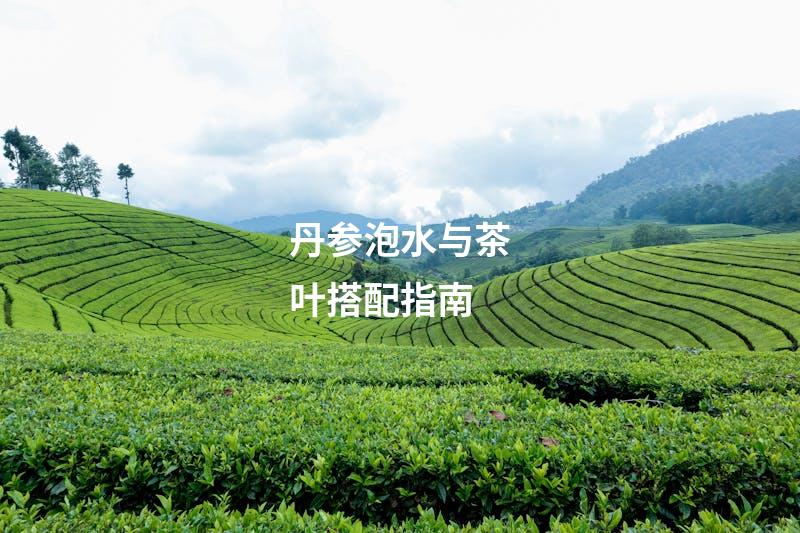 丹参泡水与茶叶搭配指南