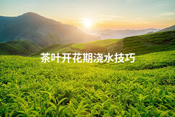 茶叶开花期浇水技巧