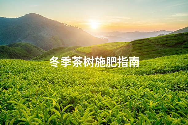 冬季茶树施肥指南