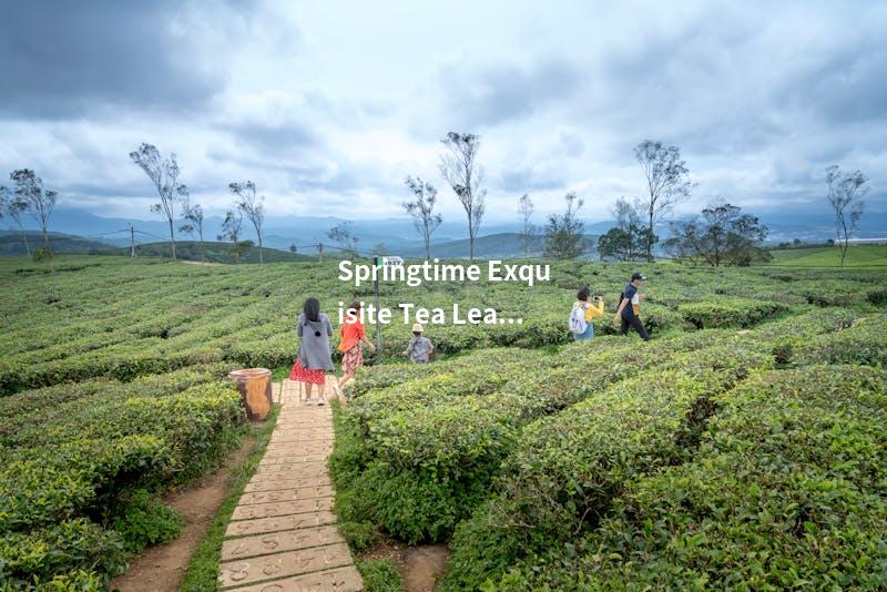 Springtime Exquisite Tea Leaves Unleashed