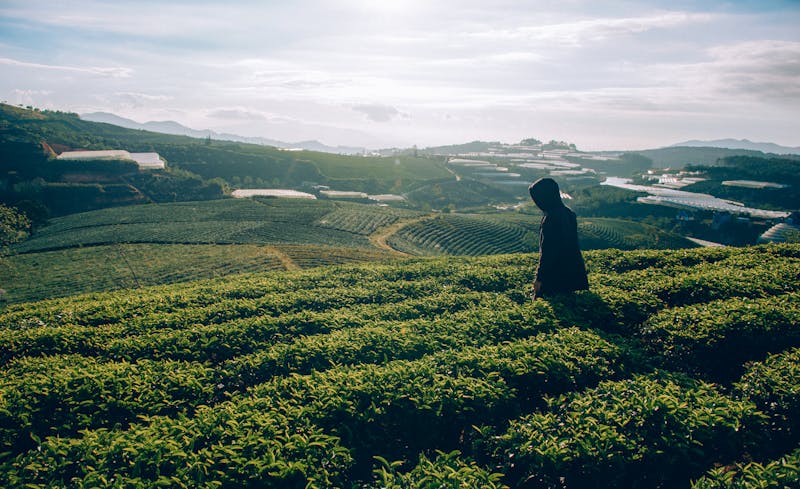 优质茶茗，源自精心选材